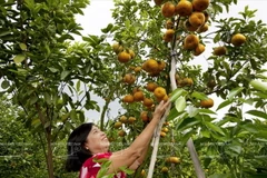 Ảnh minh họa. (Nguồn: Kim Phương/Báo ảnh Việt Nam)