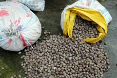 Gần 1 tấn sò bị thu giữ. (Ảnh: Nguyễn Hoàng/TTXVN)