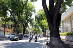 Đô thị hóa cần phải đi đôi với việc quy hoạch trồng cây xanh của Thủ đô. (Ảnh: Danh Lam/TTXVN)
