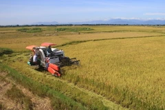 Nông dân xã Phong Bình, huyện Phong Điền thu hoạch lúa Hè Thu. (Ảnh: Hồ Cầu/TTXVN)
