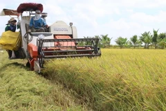 Thu hoạch Đông Xuân 2016-2017. (Ảnh: Nguyễn Văn Trí/TTXVN)