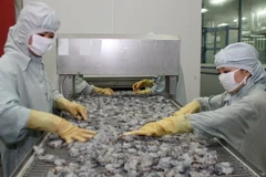 Chế biến tôm xuất khẩu. (Ảnh: Huy Hùng/TTXVN)