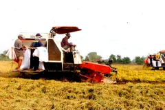 Nông dân thu hoạch lúa. (Ảnh: Thanh Liêm/TTXVN)