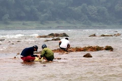 Bất chấp nguy hiểm, nhiều người xuống dòng sông Chảy đãi cát, bới sỏi để tìm đá quý. (Ảnh: Trung Kiên/TTXVN)
