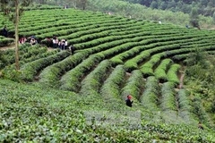 Người trồng chè đã khéo léo để những cây chè, luống chè trở thành những nét vẽ mềm mại, quyến rũ như một bức tranh. (Ảnh: Thanh Tùng/TTXVN)
