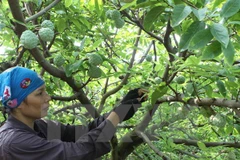 Hình chỉ mang tính minh họa. (Nguồn: TTXVN)