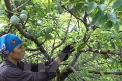Hình chỉ mang tính minh họa. (Nguồn: TTXVN)