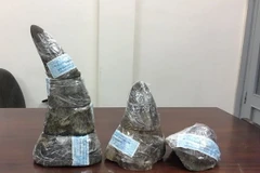 Sừng tê giác. (Ảnh: TTXVN phát)