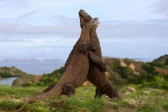 Hai con rồng Komodo. (Nguồn: Daily Mail)