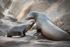 Ảnh đẹp trong tuần: Khoảnh khắc dịu dàng của mẹ con sư tử biển