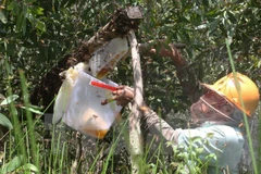 Nông dân thu hoạch mật ong rừng trên lâm phần rừng tràm U Minh hạ. (Ảnh: Trần Quốc La/TTXVN)