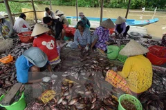 Ảnh minh họa. (Nguồn: TTXVN)