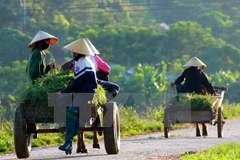 Ảnh minh họa. (Nguồn: TTXVN)
