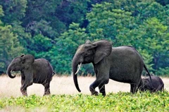 Ảnh minh họa. (Nguồn: dailymail)