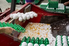 Trứng gà bị tiêu hủy tại Onstwedde ngày 3/8 vừa qua. (Ảnh: EPA/TTXVN)