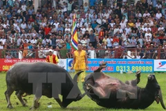 Lễ hội chọi trâu Đồ Sơn. (Ảnh: Lâm Khánh/TTXVN)