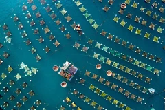 Lồng bè nuôi tôm hùm ở tỉnh Phú Yên nhìn từ trên cao. (Nguồn: NatGeo)