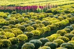 Chuyện từ Sa Đéc - Nơi ghi dấu ấn của những Người Tình