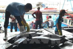 Phân loại cá ngừ đại dương trước khi mang đi tiêu thụ. (Ảnh: Nguyên Lý/TTXVN)