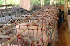 Ảnh chỉ có tính minh họa. (Nguồn: TTXVN)