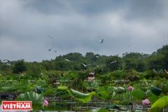 Đầm sen trong Khu Bảo tồn đất ngập nước Láng Sen. (Ảnh: Nguyễn Luân)