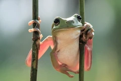 Ảnh minh họa. (Nguồn: Daily Mail)