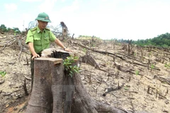 Ảnh minh họa. (Nguồn: TTXVN)