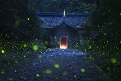 Đom đóm vẽ nên cảnh tượng kỳ ảo bên ngôi đền cổ. (Nguồn: CGTN)