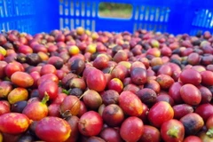 Càphê được thu hoạch ở tỉnh Kon Tum, Việt Nam. (Nguồn: TTXVN)