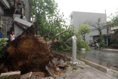 Cây đổ trước cửa nhà dân trên đường Nguyễn Công Trứ, thành phố Vĩnh Yên sau trận mưa lớn trưa 24/4. (Ảnh: Hoàng Hùng/TTXVN)