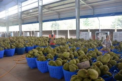 Sầu riêng xuất khẩu. (Ảnh: Hoài Thu/TTXVN)