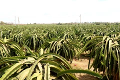 Vườn thanh long. (Ảnh minh họa: Nguyễn Thanh/TTXVN)