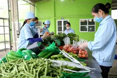 (Ảnh minh họa: Vũ Sinh/TTXVN)