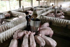 (Ảnh minh họa: Vũ Sinh/TTXVN)