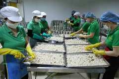 Công đoạn sơ chế quả vải thiều tươi. (Ảnh: Vũ Sinh/TTXVN)