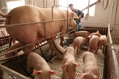 Chăm sóc đàn lợn nái. (Ảnh: Vũ Sinh/TTXVN)