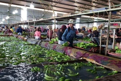 Hoạt động sơ chế sản phẩm tại nông trường của Công ty Cổ phần sản xuất chế biến và phân phối nông nghiệp THADI. (Ảnh: Nguyễn Hùng/Vietnam+)