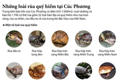 [Infographics] Những loài rùa quý hiếm tại Cúc Phương