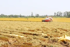 Nông dân huyện Gò Công Tây, Tiền Giang thu hoạch lúa vụ Đông Xuân 2019-2020. (Ảnh: Nam Thái/TTXVN)