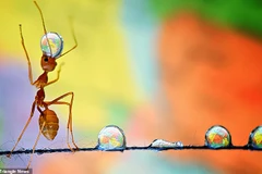 Cô đã mất 4 tiếng đồng hồ để chụp bức ảnh chú kiến nhỏ với những giọt nước phản chiếu hình quả địa cầu này. Bức ảnh sau đó giành giải thưởng trong cuộc thi do ứng dụng Agora tổ chức. (Nguồn: Daily Mail)