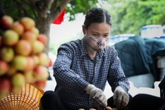 Cục Xuất nhập khẩu đề nghị ưu tiên cấp C/O trong thời gian sớm nhất đối với nông sản xuất khẩu. (Ảnh: TTXVN)