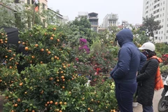 Chợ hoa cây cảnh trên đường Hoàng Hoa Thám trong dịp Tết Nguyên đán. (Ảnh: Đức Duy/Vietnam+