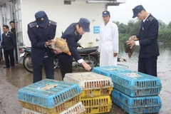 Kiểm tra gia cầm tại chợ Đông Hà, tỉnh Quảng Trị. (Ảnh: Hồ Cầu/TTXVN)