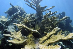 Ảnh minh họa. (Nguồn: marinebio)