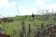 Đắk Nông: Khai trừ Đảng với đảng viên lấn chiếm đất rừng