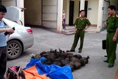 Thanh Hóa: Bắt giữ vụ vận chuyển trái phép gần 100kg tê tê