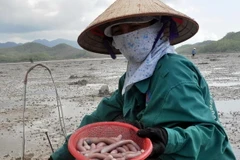 Nhọc nhằn nghề khai thác đặc sản sá sùng tại Quảng Ninh