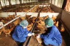 Tiêm vắcxin phòng chống cúm gia cầm cho đàn gà. (Ảnh: Anh Tuấn/TTXVN)