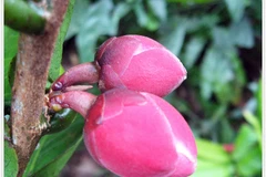 Khánh Hòa đề xuất bảo tồn, nhân giống loài trà hoa Krempf