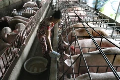 Tiền Giang ứng dụng tiến bộ khoa học công nghệ vào chăn nuôi 